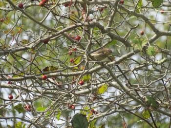 #bird-column, #boothbay register, #jeff and allison wells, #maine, #birds, #timber point, #yellow-rumps