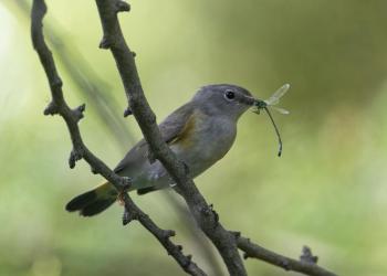 #bird-column, #birds of aruba bonaire and curacao, #Jeff and Allison Wells, #birds, #maine, #boothbay register, #american redstart