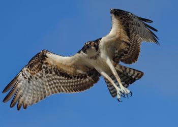 #bird-column, #birds of aruba bonaire and curacao, #Jeff and Allison Wells, #birds, #maine, #boothbay register, #osprey