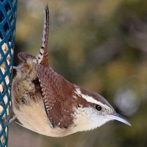 #bird-column, #Jeff and Allison Wells, #boothbay-register, #birds, #christmas bird count, #murmuration, #carolina wren