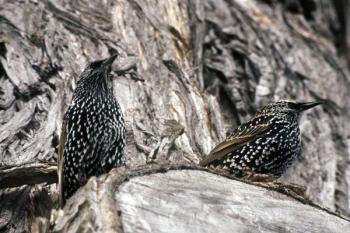 #bird-column, #Jeff and Allison Wells, #boothbay-register, #birds, #christmas bird count, #murmuration, #european starling