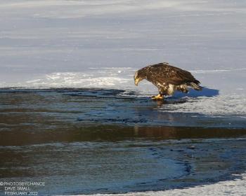 #bird-column, #Jeff and Allison Wells, #boothbay register, #birds, #maine, #Kennebec, #bald eagle 