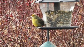 #bird-column, #hepatic tanager, #jeff and allison wells, #birds, #boothbay register, #birds