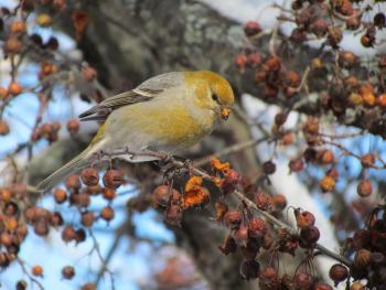 #bird-column, #jeff and allison wells, #birds, #boothbay register, #maine, #seal river watershed, #pine grosbeak