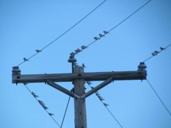 #bird-column, #boothbay register, #Jeff and Allison Wells, #snow buntings, #maine, #birds