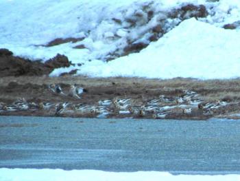 #bird-column, #boothbay register, #Jeff and Allison Wells, #snow buntings, #maine, #birds