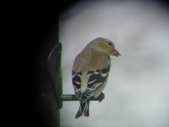 #bird-column, #Jeff and Allison Wells, #boothbay register, #maine, #birds, #american goldfinch