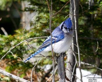 #bird-column, #boothbay register, #blue jay, #Jeff and Allison Wells, #birds, #maine