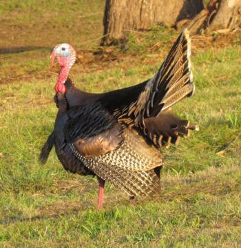 #bird-column, #boothbay register, #wild turkey, #Jeff and Allison Wells, #birds, #maine