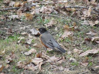 #bird-column, #boothbay register, #jeff and allison wells, #american robin, #robin, #spring