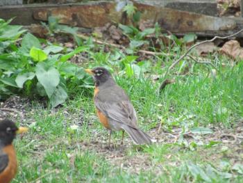 #bird-column, #boothbay register, #jeff and allison wells, #american robin, #robin, #spring