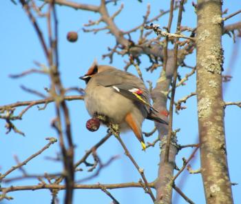 #bird-column, #birds, #boothbay register, #total eclipse, #solar eclipse, #jeff and allison wells, #bohemian waxwing, #maine