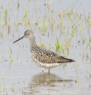 #bird-column, #boothbay register, #birds, #maine, #jeff and allison wells, #university of iowa, #caitlin clark, #greater yellowlegs