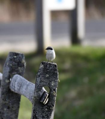 #bird-column, #loggerhead shrike, #rare birds, #maine, #jeff and allison wells, #boothbay register, #penbay pilot, #birds