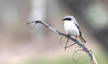 #bird-column, #loggerhead shrike, #rare birds, #maine, #jeff and allison wells, #boothbay register, #penbay pilot, #birds