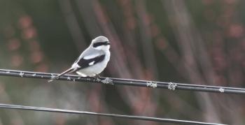 #bird-column, #loggerhead shrike, #rare birds, #maine, #jeff and allison wells, #boothbay register, #penbay pilot, #birds