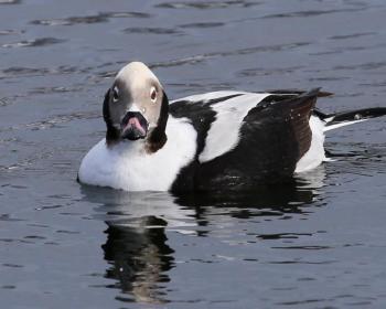 #bird-column, #boothbay register, #jeff and allison wells, #maine, #birds, #migration, #long-tailed ducks 