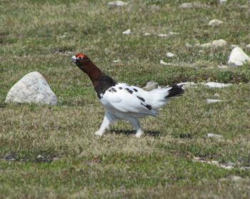 #bird-column, #boothbay register, #a bird’s tale, #jeff and allison wells, #maine, #birds, #willow ptarmigan