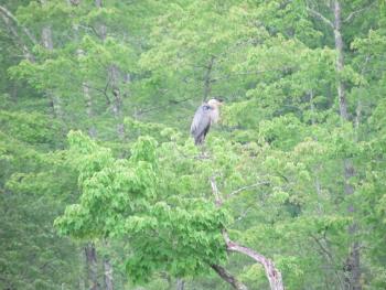 #bird-column, #boothbay register, #maine, #jeff and allison wells, #birds, #great blue heron