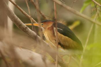 #bird-column, #boothbay register, #maine, #jeff and allison wells, #birds, #least bittern