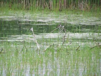 #bird-column, #boothbay register, #maine, #jeff and allison wells, #birds, #tree swallows