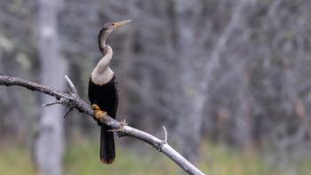 #bird-column, #birds, #cicada, #boothbay register, #Jeff and Allison Wells, #maine, #anhinga