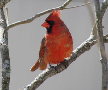 #bird-column, #boothbay register, #jeff and allison wells, #chimney swifts, #maine, #birds, #northern cardinal