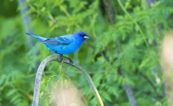 #bird-column, #boothbay register, #jeff and allison wells, #maine, #birds, #indigo bunting