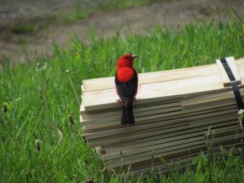 #bird-column, #boothbay register, #jeff and allison wells, #maine, #birds, #scarlet tanager