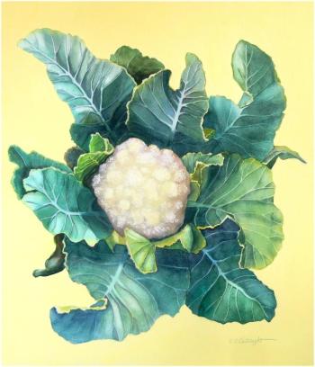 Cauliflower, watercolor by Katharine Cartwright. (Photo courtesy Katharine Cartwright)