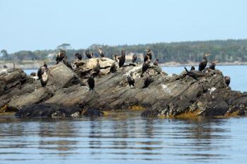 Cormorants! STEVE EDWARDS/Boothbay Register