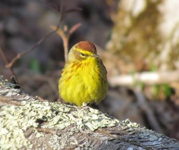  During the same visit, a later-migrant palm warbler was busying about in the brush. (Photo courtesy of Jeff Wells)