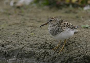  A pectoral sandpiper made a surprise appearance at shorebird hotspot Wharton Point in Brunswick over the weekend during the authors' return visit. (Photo courtesy of Wiki Commons)