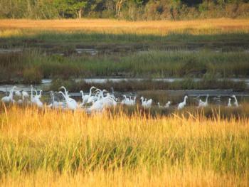 #bird-column, #jeff and allison wells, #boothbay register, #wiscasset newspaper, #penbay pilot, #birds, #maine, #weskeag marsh, #snowy egret, #great blue heron, #great egret