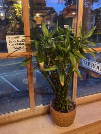 Wilson the spider lives at Aekeir Brewing’s taproom in Wiscasset. Jeremy Meyers photo 