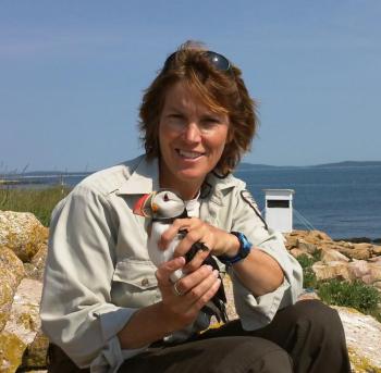 MCINWR Biologist Linda Welch holding an adult Puffin (Photo courtesy Linda Welch)