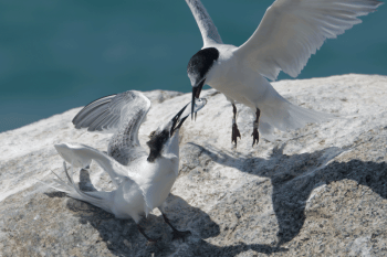 Roseate tern feeding young