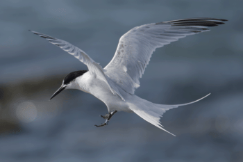 Roseate tern in flight