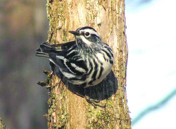 black-and-white warbler