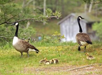 Geese and babies. STEVE EDWARDS/Boothbay Register