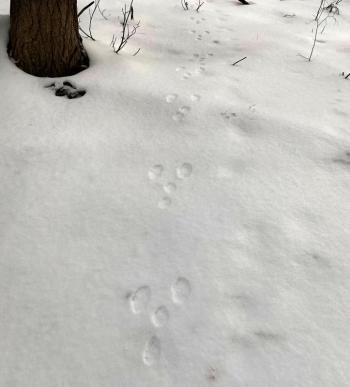 The telltale tracks of a snowshoe hare in fresh snow. Hikers will look for these and other tracks and signs on a Jan. 11 walk with Coastal Rivers naturalist Sarah Gladu. Courtesy of Coastal Rivers