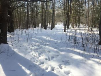 Cross River Preserve.  LISA KRISTOFF/Boothbay Register