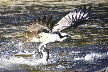 "Big Haul" - Osprey with alewives - Damariscotta Mills. Michael Giglia Photography