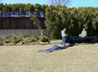 Workers from Hampden-based landscaping company Maine Earth remove a double row of arbor vitae shrubs between Steamboat Landing and Belfast Common, April 15. (Photo by Ethan Andrews)