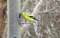 #bird-column, #boothbay-register, #americangoldfinch