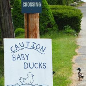 A few ducks venture into the road at the sign fashioned near the pond at Road's End