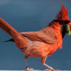 Photographing birds is a challenge Robin R. Robinson will help her audience conquer during an illustrated presentation at Coastal Maine Botanical Gardens on Wednesday, Aug. 22. Courtesy of Robin R. Robinson