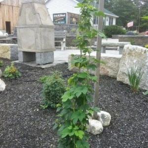 One of the several hops vines growing in the region this summer. This one is at E.M. Wood Construction Co. on wire trellis fabricated by Mid-Coast Machine. 