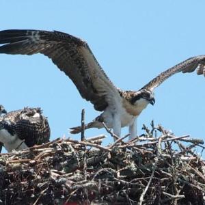 An osprey guards her young. GARY DOW/Boothbay Register