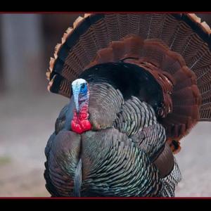 Wild turkey. Courtesy of Kirk Rogers